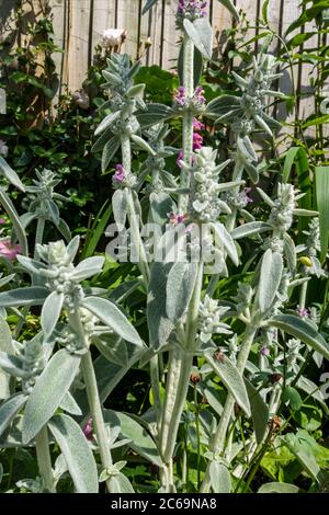 Nahaufnahme von Lämmern Ohr 'Silver Carpet' Blumen (Stachys byzantina) im Garten im Sommer England UK Vereinigtes Königreich GB Großbritannien Stockfoto