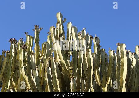 Kerzenleuchter (Euphorbia candelabrum), Parque de La Paloma, Benalmádena, Málaga, Spanien. Stockfoto