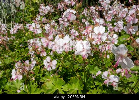 Nahaufnahme der weißen Geranium cantabrigiense 'Biokovo' Cranesbill Blumen Blumenpflanzen Pflanzen im Garten im Sommer England GB Großbritannien Stockfoto