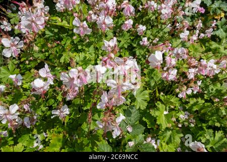 Nahaufnahme der weißen Geranium cantabrigiense 'Biokovo' Cranesbill Blumen Blumenpflanzen Pflanzen im Garten im Sommer England GB Großbritannien Stockfoto