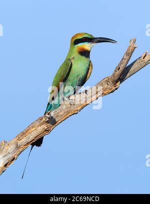 Rainbow Bee-Eater (Merops ornatus) in Cumberland in Queensland, Australien. Stockfoto