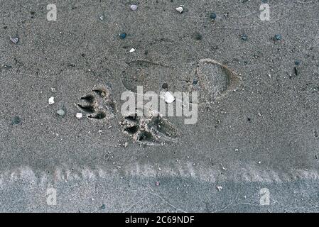 Die Spur eines Mannes und eines Tieres am Strand. Ein Hundepfote-Print auf dem Sand und die Füße eines Mannes. Die Textur von Sand und Fußabdrücke an der Küste Stockfoto