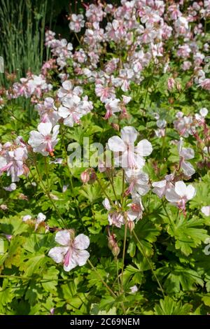 Nahaufnahme der weißen Geranium cantabrigiense 'Biokovo' Cranesbill Blumen Blumenpflanzen Pflanzen im Garten im Sommer England GB Großbritannien Stockfoto