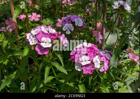 Nahaufnahme von rosa und weißen süßen william Blumen Blume Pflanzen im Garten im Sommer England UK Vereinigtes Königreich GB Großbritannien Stockfoto