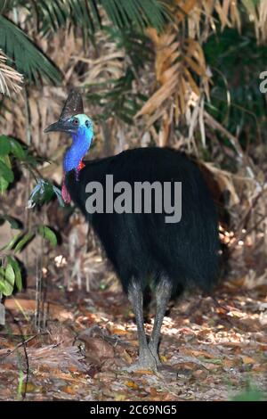 Erwachsene männliche Southern Cassowary (Casuarius casuarius) im Licuala Tagesgebiet im Tam O'Shanter in Queensland, Australien. Stockfoto