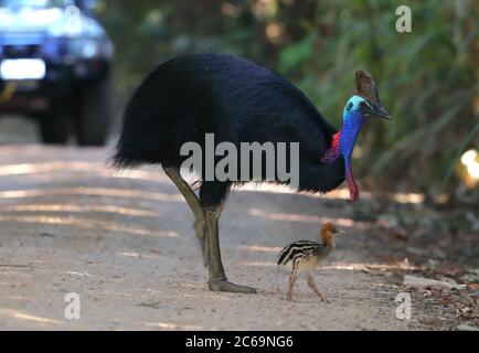 Männlich und Küken Southern Cassowary (Casuarius casuarius) im Licuala Tagesgebiet im Tam O'Shanter in Queensland, Australien. Stockfoto