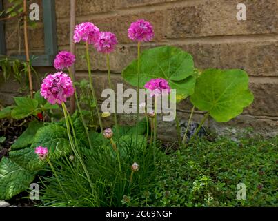 Nahaufnahme von rosa armeria Seethrift (Armeria maritima) Pflanzen Blumen Blumen Blumen im Garten im Sommer England UK Vereinigtes Königreich GB Großbritannien Stockfoto