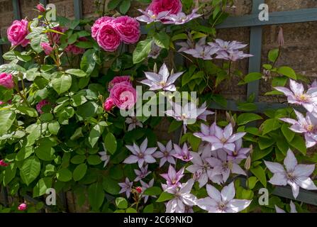 Nahaufnahme der rosa Rose ‘Gertrude Jekyll’ und clematis ‘Samaritan Jo’ wächst auf Spalier an einer Wand Blumen im Garten im Sommer England Großbritannien Stockfoto