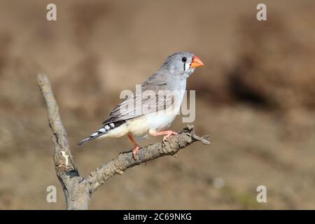 Erwachsene weibliche Zebrafinsche (Taeniopygia guttata) am Long Waterhole in Winton, Queensland, Australien. Stockfoto