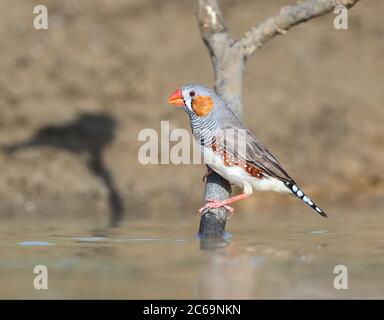 Erwachsener männlicher Zebrafinch (Taeniopygia guttata) am Long Waterhole in Winton, Queensland, Australien. Direkt über der Wasseroberfläche. Stockfoto