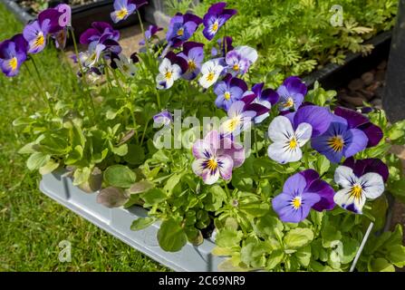 Nahaufnahme von lila lila lila lila lila Stiefmütterchen Blumen Blumen wachsen in Kunststoff-Tablett Modul Töpfe im Sommer England GB Großbritannien Stockfoto