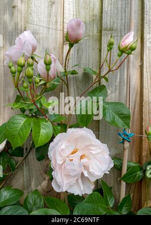 Nahaufnahme von blassrosa Kletterrosen ‘The Generous Gardener’, die auf einem Holzzaun wachsen, blüht im Sommer in England Großbritannien im Garten Stockfoto