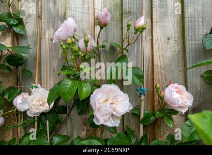 Nahaufnahme der blass rosa Kletterrose ‘the Generous Gardener’ wächst auf einem Holzzaun Blumen im Garten im Sommer England Großbritannien Stockfoto