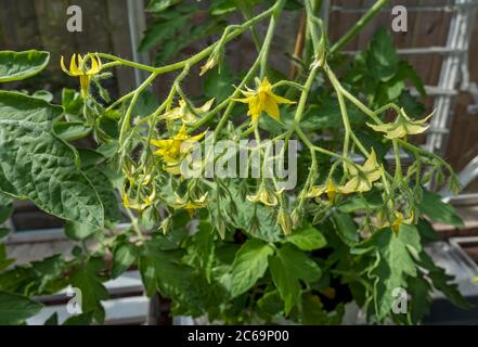 Nahaufnahme von Ildi Tomatenpflanzen Pflanzen Blumen Blüte im Gewächshaus im Sommer England UK Vereinigtes Königreich GB Großbritannien Stockfoto