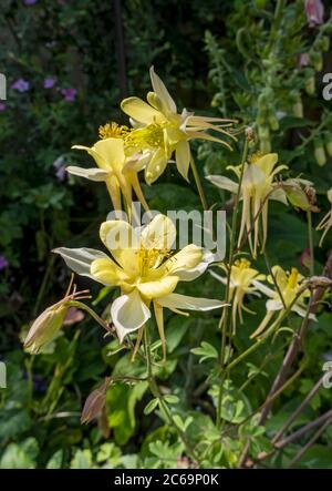 Nahaufnahme von blassgelben Aquilegia McKana riesige Hybrid-Blumen Blume im Garten im Sommer England Großbritannien GB Großbritannien Stockfoto