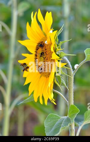 Nahaufnahme Sonnenblume (Helianthus annuus) und Honigbienen Fütterung Stockfoto