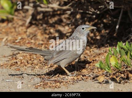 Arabian Babbler (Turdoides squamiceps) bei Barqa im Oman. Auf dem Boden neben einem Gestrüpp stehend. Stockfoto