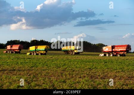 Anglian Pea Growers, Bawdsey, Suffolk, Großbritannien. Stockfoto