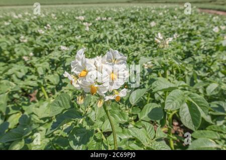 Nahaufnahme von Kartoffelblüten in Kartoffelpflanzen / Kartoffelfeld in Großbritannien. Für britische Kartoffelanbauer, Kartoffelanbau in Großbritannien, Lebensmittelpflanzen in Großbritannien, Kartoffelpflanzen. Stockfoto