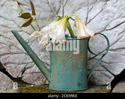 Weiß vertrocknete Amaryllis in dekorativem grünen Bewässerungstopf. Betonblatt im Hintergrund. Stockfoto