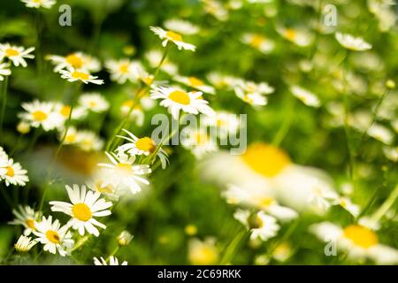 Viele weiße Gänseblümchen auf einer von der hellen Sonne beleuchteten Wiese Stockfoto