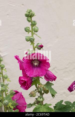 Alcea Rosea. Dunkel rosa Stockrose gegen eine Steinmauer. Stockfoto