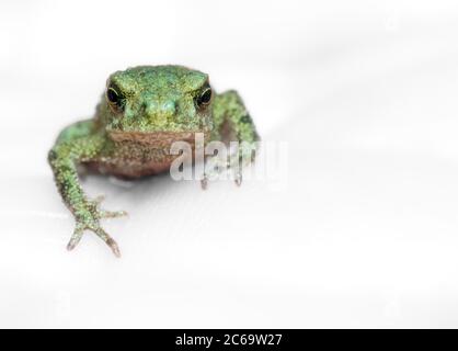 Makro-Kopfbild EINES gemeinsamen Kröten-Toadlet, Bufo bufo, der die Kamera isoliert auf EINEM weißgrauen Hintergrund betrachtet. GROSSBRITANNIEN Stockfoto