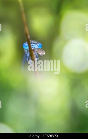 Kopf auf Schuss von Azure Damselfly, Coenagrion puella, Halten Sie sich an EINEM Grasstem essen EINE Motte. Aufgenommen in Longham Lakes UK Stockfoto