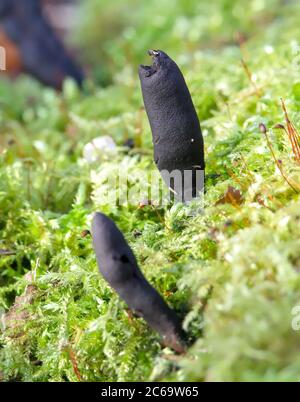 Totmannfinger Pilz Wächst Auf Moos, Xylaria Polymorpha. Aufgenommen in Blashford Lakes UK Stockfoto