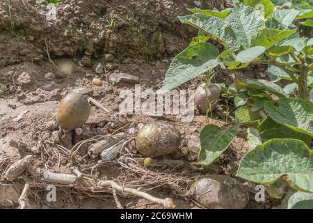 Weitwinkel der Kartoffelknollen nach Auswaschen der Ernte und Bodenerosion in Cornwall Kartoffelernte ausgesetzt. Für schlechtes Wetter, widrige Bedingungen, starke Regenfälle. Stockfoto