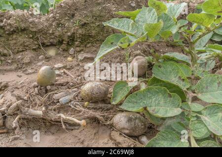 Weitwinkel der Kartoffelknollen nach Auswaschen der Ernte und Bodenerosion in Cornwall Kartoffelernte ausgesetzt. Für schlechtes Wetter, widrige Bedingungen, starke Regenfälle. Stockfoto