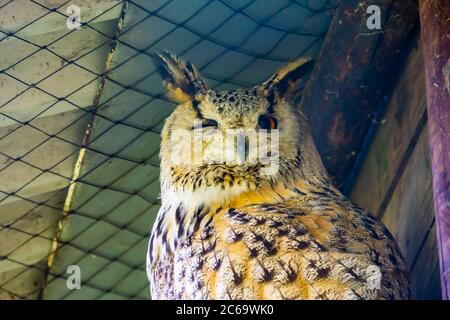 Nahaufnahme des Gesichts einer sibirischen Adlereule, beliebter Eulenarten aus Sibirien Stockfoto