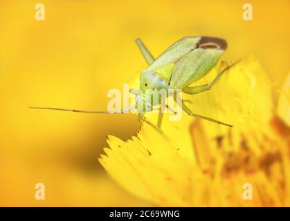 Makro eines grünen Pflanzenbugs, Amblytylus nasutus, kriechend auf EINER Löwenzahnblume, die sich gegen EINEN diffusen gelben Hintergrund ernährt. Aufgenommen bei Stanpit Marsh UK Stockfoto