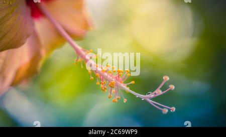 Makroansicht der Blätter tropischer Blumen. Exotisch blühenden floralen Hintergrund, verschwommener Garten oder Dschungel Hintergrund. Tropisches Naturmuster, Nahaufnahme Stockfoto