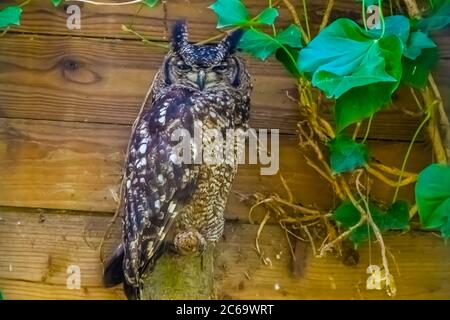 Nahaufnahme Porträt einer afrikanischen Schreiadlereule, tropische Vogelart aus Afrika Stockfoto