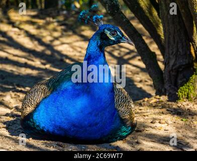 Nahaufnahme Porträt eines schönen indischen Pfau auf dem Boden sitzend, beliebte Vogelart in Vogelzucht Stockfoto