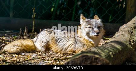 Corsac Fuchs sitzt auf dem Boden in Nahaufnahme, tropische Wildhundart aus Asien Stockfoto