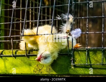 Nahaufnahme eines Todeskrauchens, fleischfressende Vogelfütterung Stockfoto