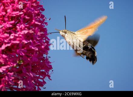 Summing Bird Hawk Moth, Macroglossum stellatarum, schwebt vor EINER Blume Fütterung gegen EINEN blauen Himmel. Aufgenommen im Durlston Country Park UK Stockfoto