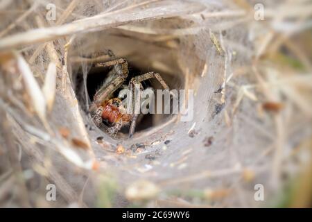 Makro einer Labyrinth-Spinne, Agelena labyrinthica, stehende Wache am Eingang zu seinem Funnel Web. Aufgenommen bei Stanpit Marsh UK Stockfoto