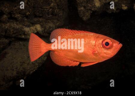 Ein häufiger Großaugenschnepper, Glasseye oder 'aweoweo' auf Hawaii, Heteropriacanthus cruentatus, fotografiert in einer Höhle während des Tages, Hawaii. Stockfoto