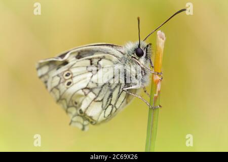 Vor kurzem entstand Marmorierte weiße Schmetterling, Melanargia Galathea, ruht auf EINEM Grasstiel Pumpen seine zerknitterte Flügel gegen EINE diffuse grüne Gras Bac Stockfoto