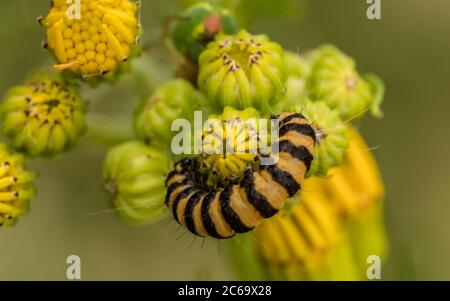 Juli 2020. Potters Bar, Großbritannien. Die gelb-schwarz gefärbten Cinnabar-Mottenraupen (Tyria jacobaeae) ernähren sich von den gelben Blüten von Ragwort (Sen Stockfoto