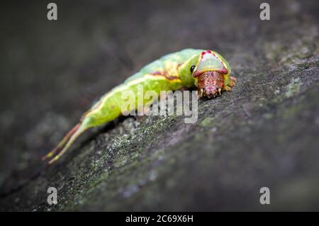 Caterpillar, Larve einer Kater-Motte, Cerura Vinula, kriechend auf EINEM Holzscheit isoliert gegen EINEN schwarzen Hintergrund Parasitenbehang auf dem Thorax. Aufgenommen in Blash Stockfoto