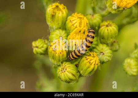 Juli 2020. Potters Bar, Großbritannien. Die gelb-schwarz gefärbten Cinnabar-Mottenraupen (Tyria jacobaeae) ernähren sich von den gelben Blüten von Ragwort (Sen Stockfoto