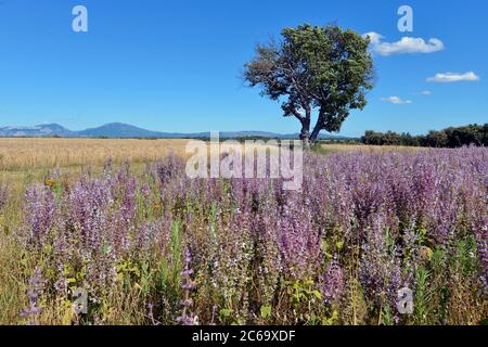 Salbei (Salvia sclarea) Feld auf der berühmten Valensole Plateau, eine Gemeinde in der Alpes-de-Haute-Provence Department im Südosten Frankreichs Stockfoto