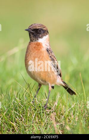 Stonechat, Saxicola Torquata, aufrecht stehend und Alarm auf EINEM Grasfeld. Aufgenommen bei Stanpit Marsh UK Stockfoto