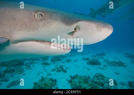 Ein genauer Blick auf den Kopf einer Zitrone, Hai, Negaprion, Brevirostris, unter Wasser mit Remora, West End, Grand Bahamas, Atlantischer Ozean. Stockfoto