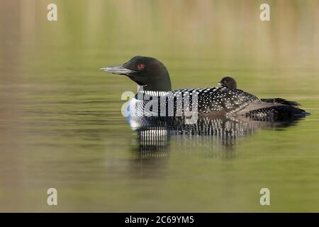 Adulter gemeiner Loon (Gavia immer) im Zuchtgefieder am Lac Le Jeune, British Colombia in Kanada. Mutter mit einem Küken Reiten auf ihrem Rücken. Stockfoto