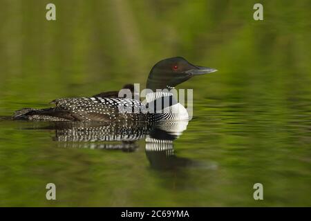 Adulter gemeiner Loon (Gavia immer) im Zuchtgefieder am Lac Le Jeune, British Colombia in Kanada. Mutter mit einem Küken Reiten auf ihrem Rücken. Stockfoto